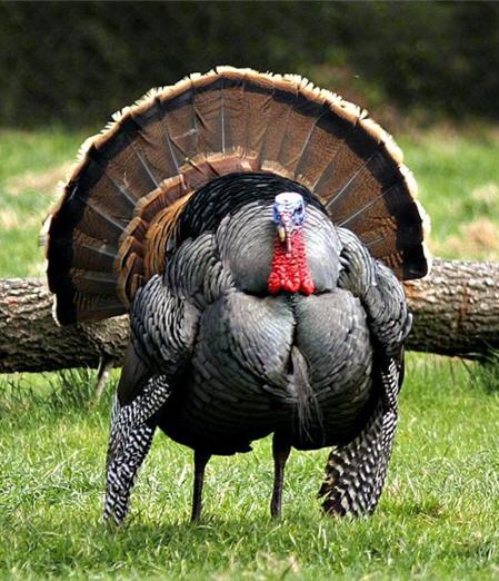 ugly--turkey.jpg