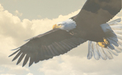 eagle link.jpg
