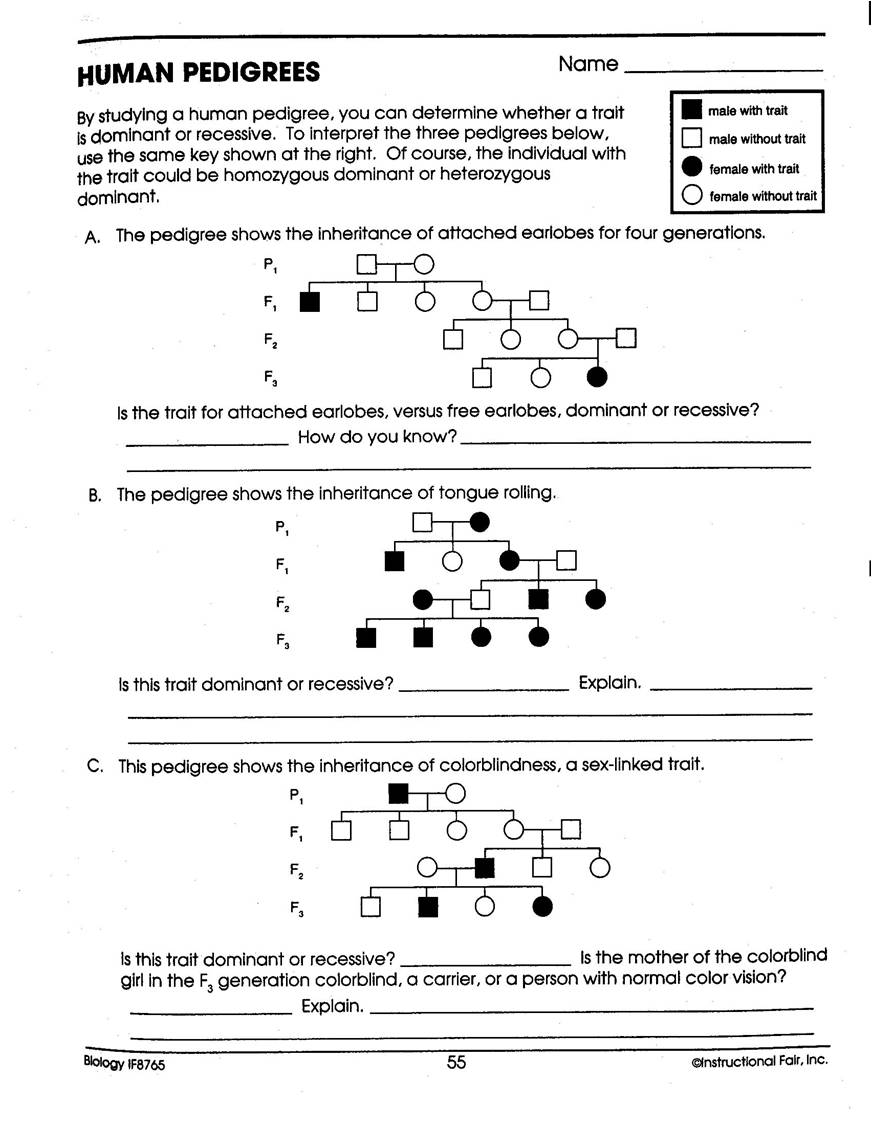 30 Pedigree Worksheet Interpreting A Human Pedigree Free Worksheet Spreadsheet