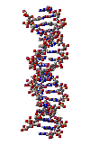 DNA.gif