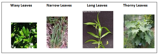l3-01leaves.PNG