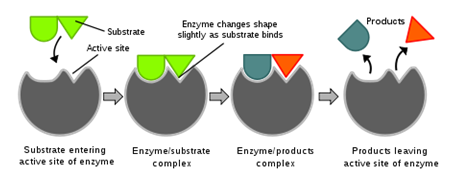 l3-02enzymes.PNG